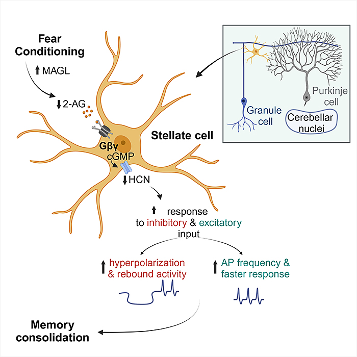 graphical abstract